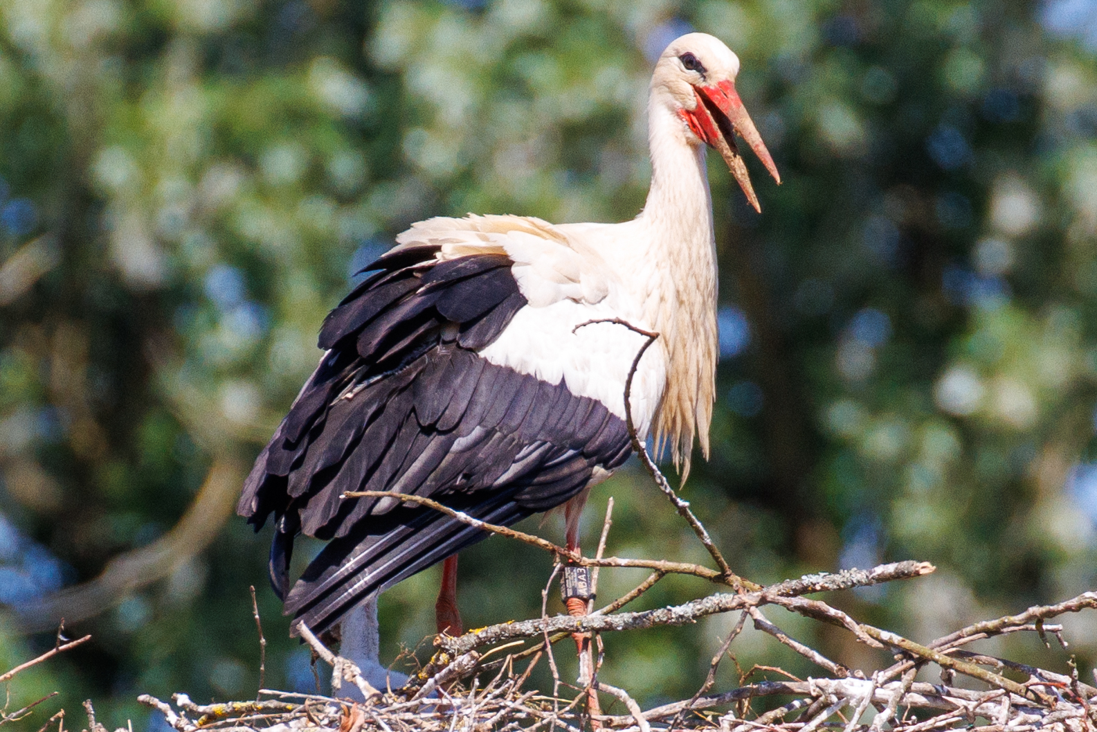 Bütender Altvogel in Meckesheim mit der Ringnummer "DER ABA33" am 31. Mai 2025 (Foto: B. Budig)