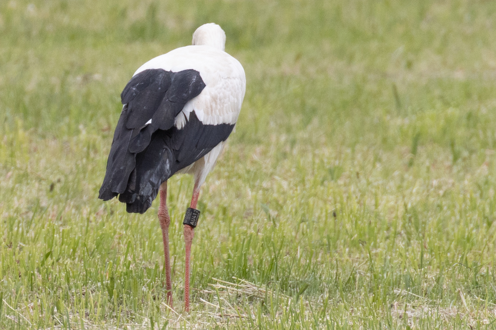 Der Storch mit der Ringnummer: DER AU412 am 10.05.20 (Foto: B. Budig)
