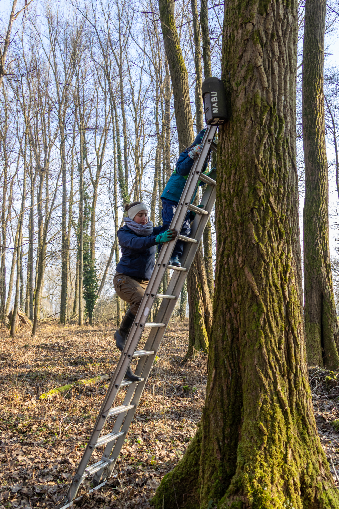 Auch Fledermauskästen werden kontrolliert (Foto: B. Budig)