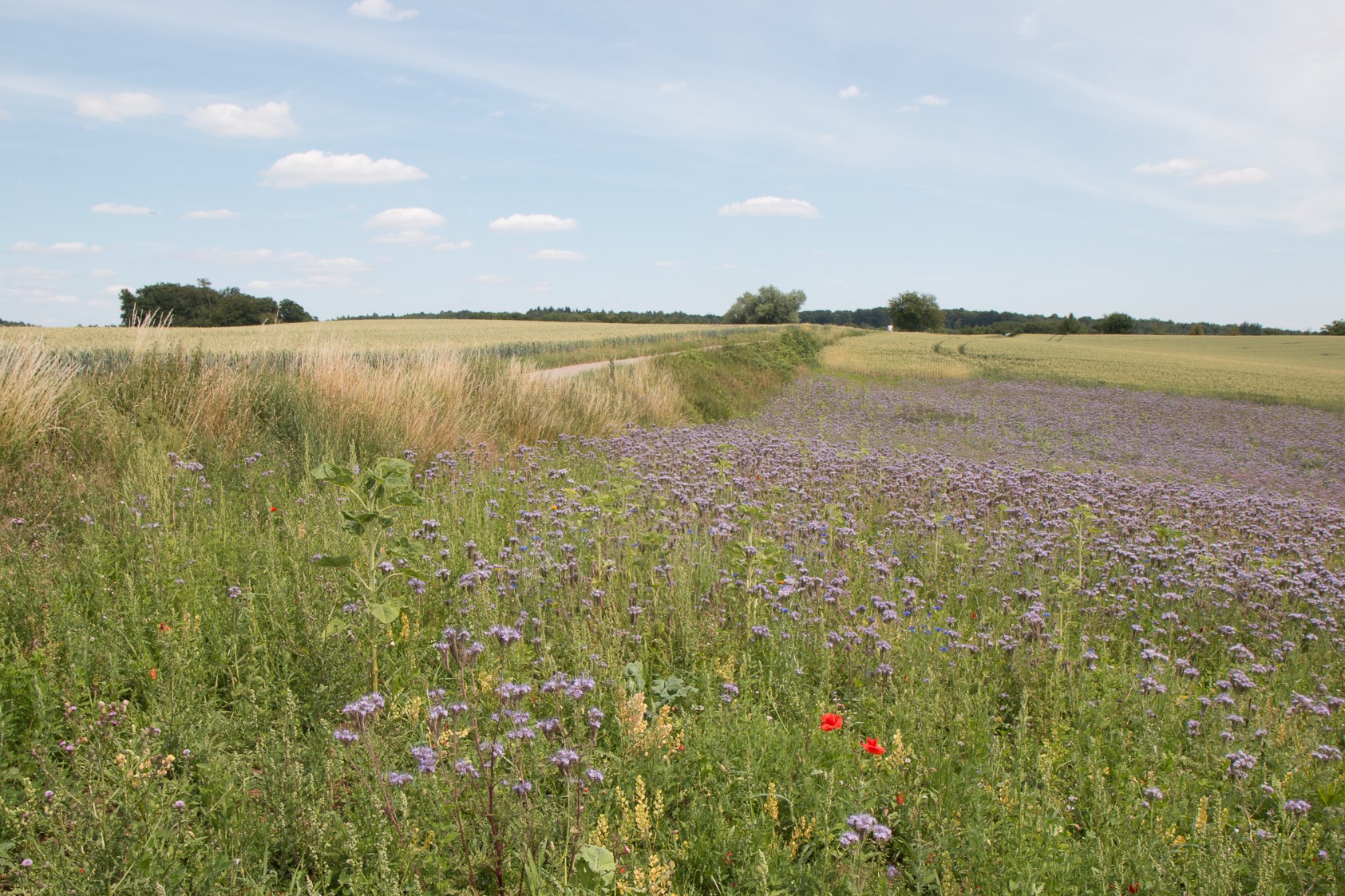 Naturkundliche Exkursion in Mauer