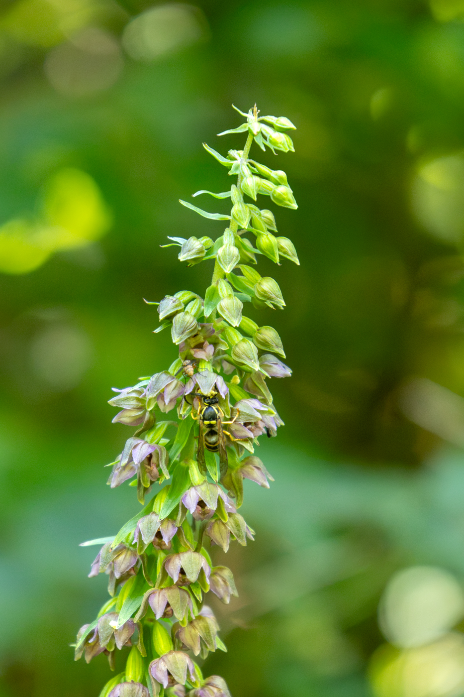 Breitblättrige Stendelwurz/Epipactis helleborine (Foto: B. Budig)