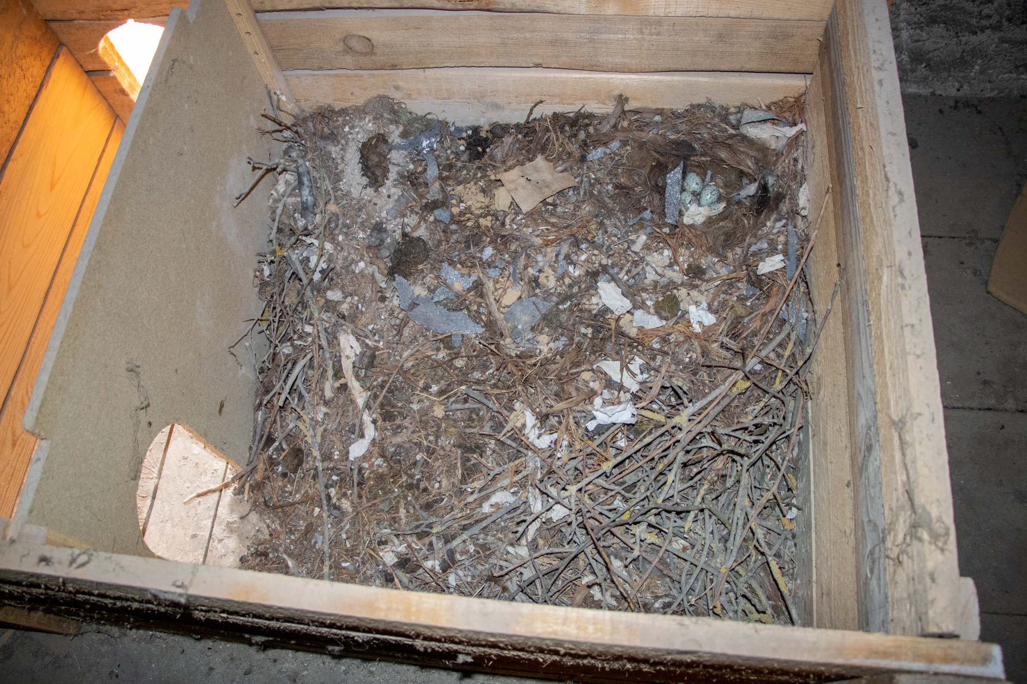 Nest mit viel Reisig im Nistkasten auf dem Dachboden