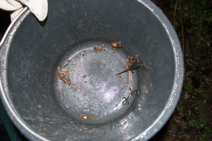 7 Moche auf einen Streich (Foto: B. Budig)