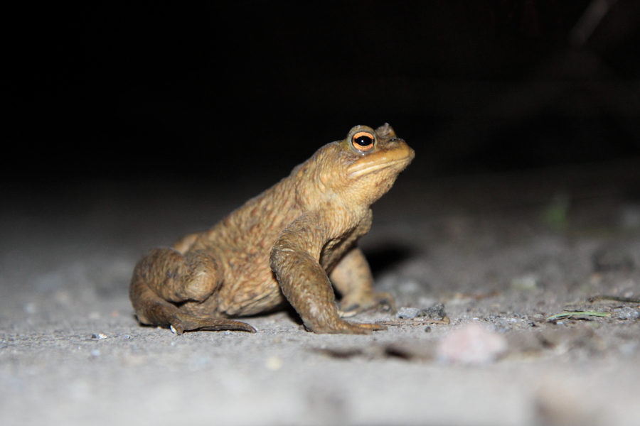 Erdkrötenmännchen auf dem Feldweg (Foto: B. Budig)