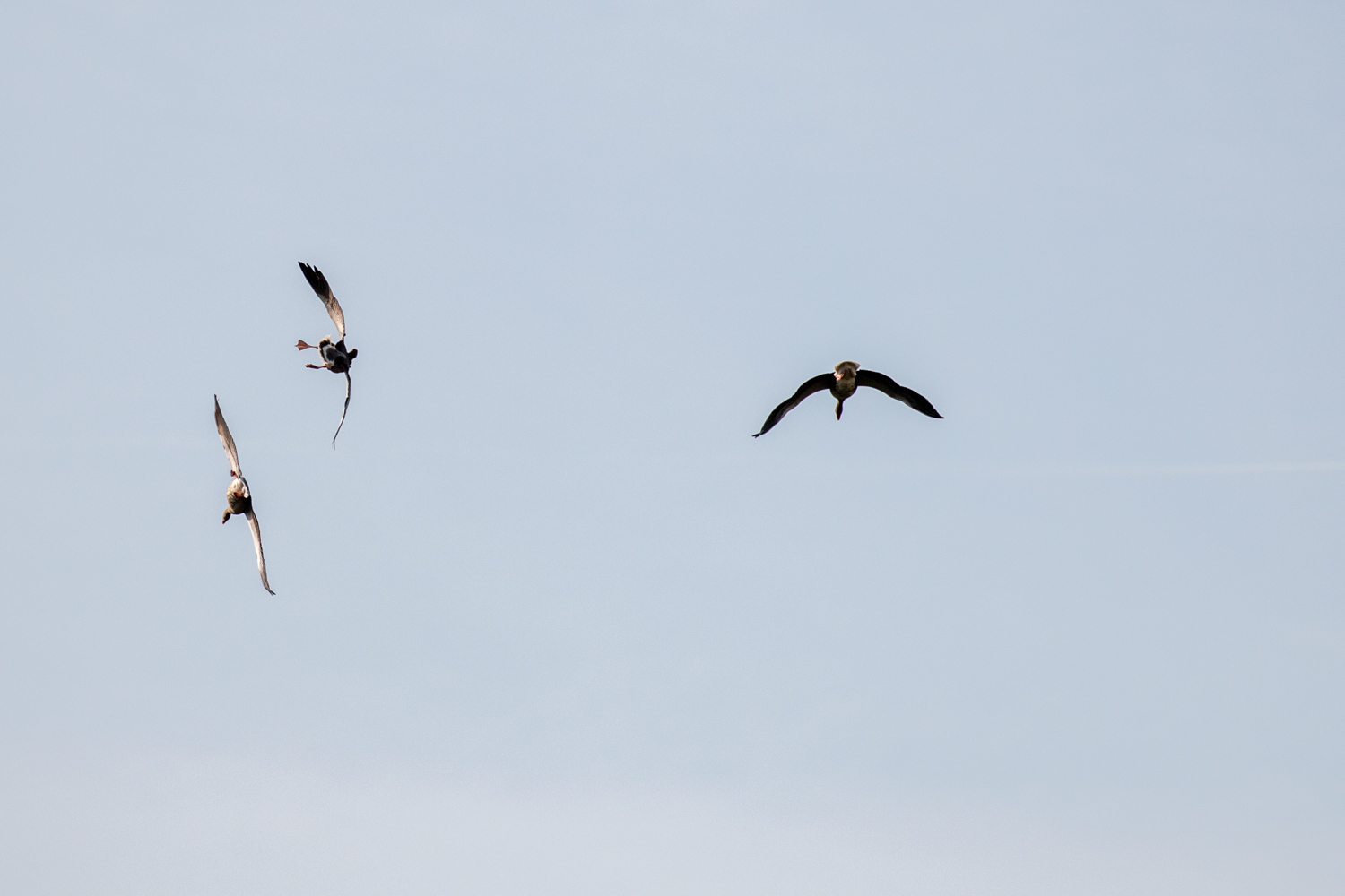 Graugänse im Landeanflug