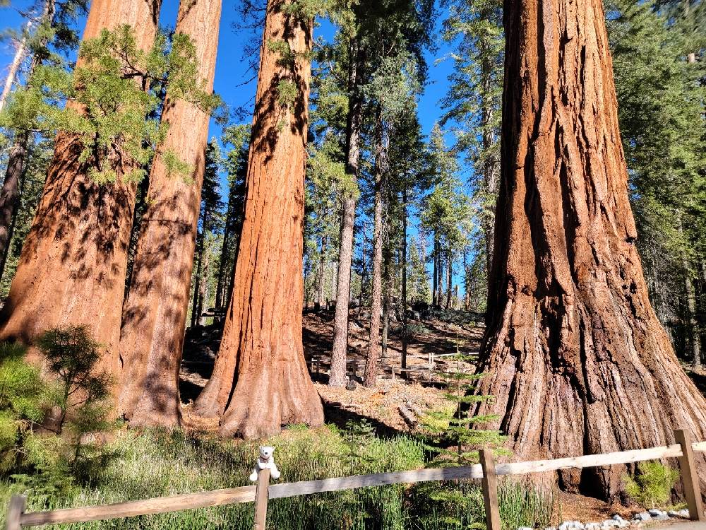 Redwoods