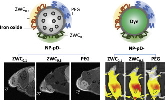 In vivo delivery of ZWC-coated NPs were evaluated in mice bearing LS174T-xenografts using magnetic resonance (MR) imaging