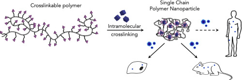 Overview graphic single-chained polymer nanoparticles in drug delivery