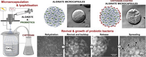 Overview development of probiotic.loaded microcapsules