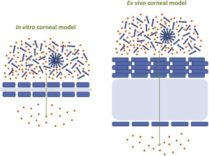 Schematic overview in vitro and ex vivo corneal models used for biopharmaceutical evaluation of surface active ophthalmic excipients