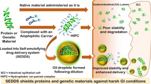 Graphic which explains the mechanisme of self-emulsifying drug delivery systems protecting proteins or DNA