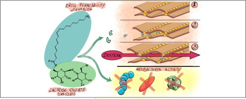 Graphic with overview chemical formulat of Lactose oleate 