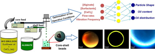 Graphical depiction of the experiement stages and the different operative conditions