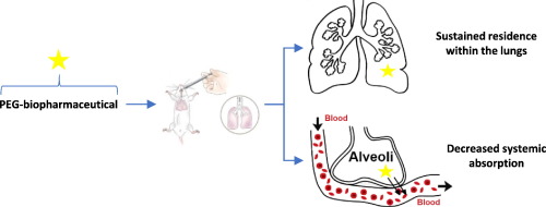 PEGyliation of biopharmaceuticals to improve pulmonary delivery