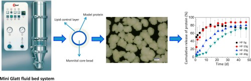 Graphical overview of production of lipid-coated mannitol core micropartiles for sustained protein release