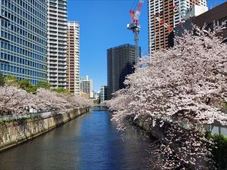 目黒川の桜も満開・・・（2025.4.9）