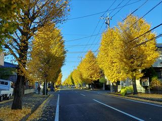 もう12月なのにまだ黄葉が真っ盛り・・・（2025.12.8）