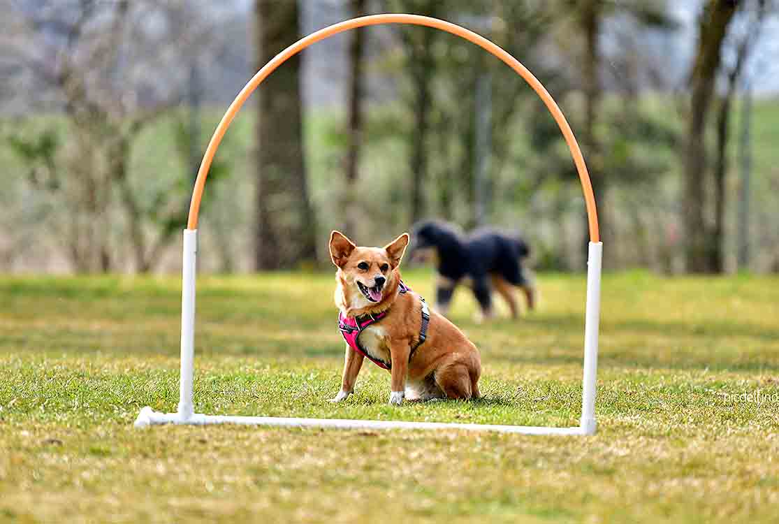 Nadac hoopers agility discount