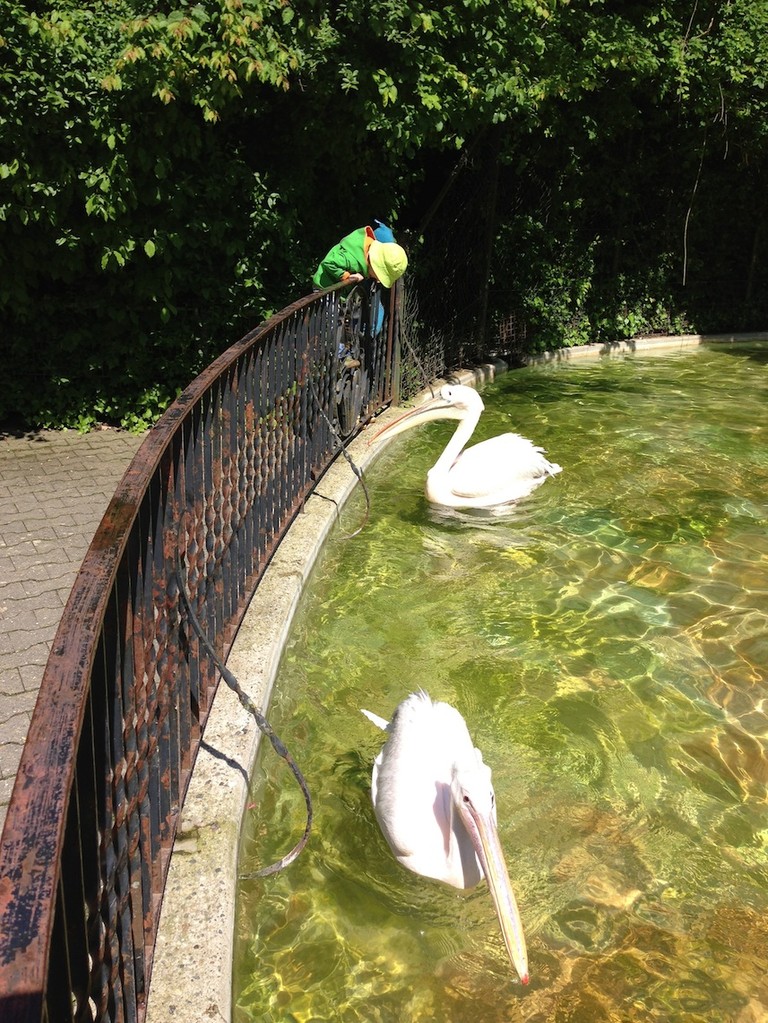 1 Minute später wäre Lasse zu den Pelikanen gesprungen.