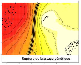 exemple d'analyse effectuée avec geneland indiquant une rupture du flux de gène qui correspond à la présence d'une barrière géographique aux déplacements des individus