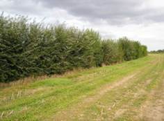 Haie permettant aux espèces forestières de rejoindre une tache d'habitat forestier, constituant un corridor