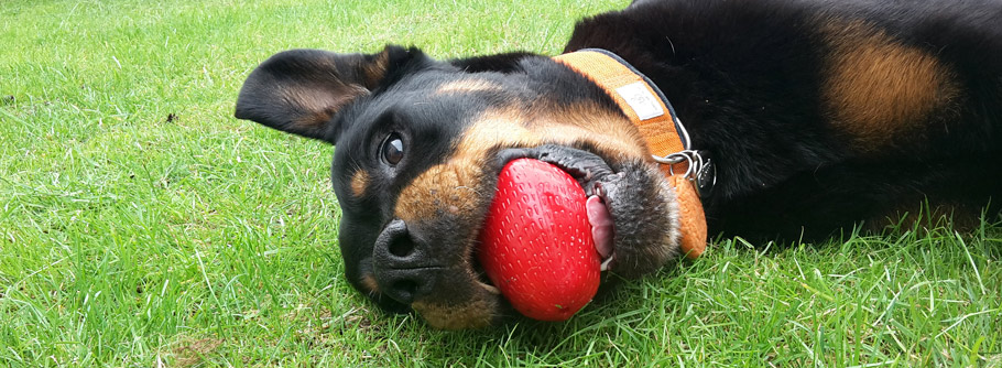 Öko-Hundespielzeug getestet: Die Erdberre von Planet Dog