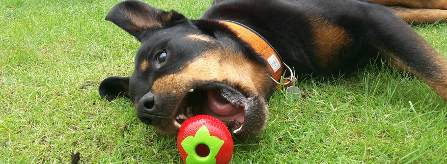 Öko Hundespielzeug im Test: Planet Dog