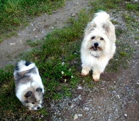 Zwei Klein-Elos in Rau -Milou 3 Monate alt, Lolli 11 Jahre alt 