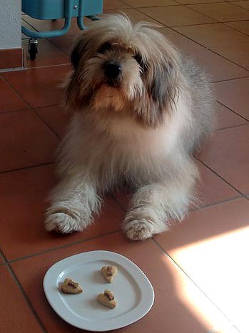 Therapiehund