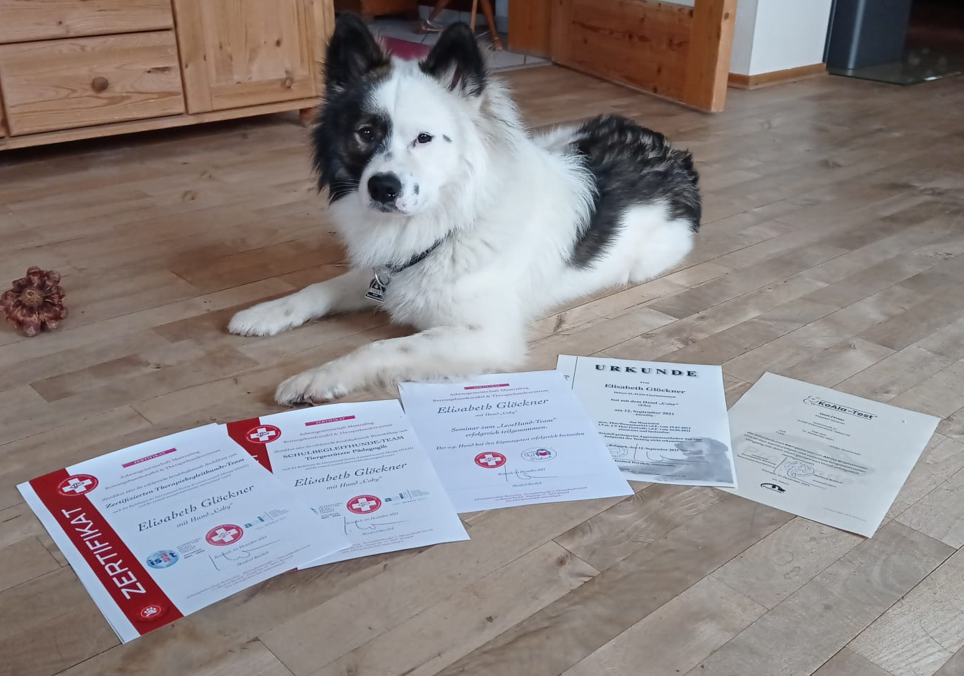 Elo®-Rüde Coby und seine Zertifikate 