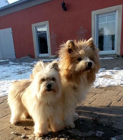 Wuscheliger Familienhund kinderlieb