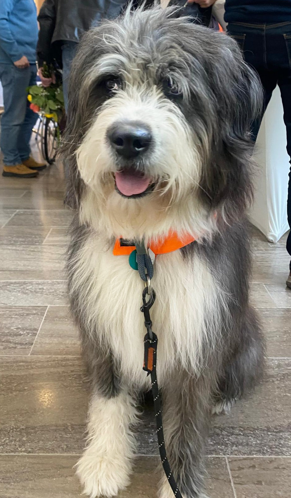 Elo® Yoshi - ein gut ausgebildeter Therapiehund