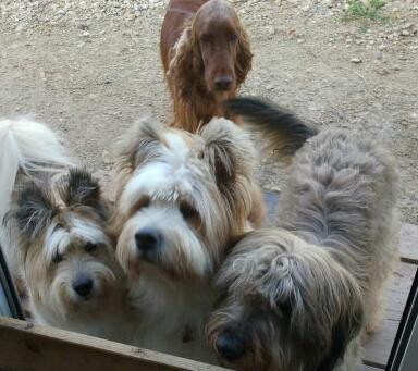 Chianna und Pookie mit Emma (rechts) und Ginger (hinten).