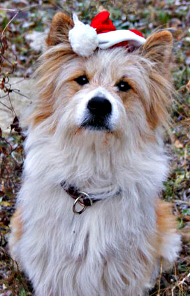 Assistenzhund