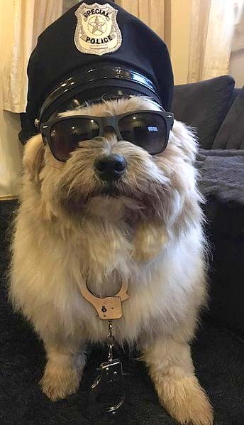 Braver Hund