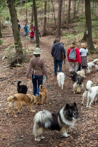 Familienhund Elo Glatt Rau Verein EZFG Zucht Welpe