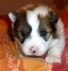 19.03. schlappe 1.440 g hat cer Bub.