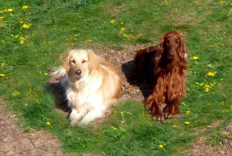 Kaleigh und Ginger - sie kannten sich  vorher nicht, haben sich aber auf Anhieb gut verstanden.