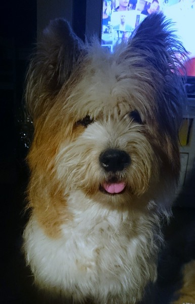 mittelgroße Hunderasse Elo Rau Wuschel lockig groß mittelgroß Hund Familie Kind Senioren