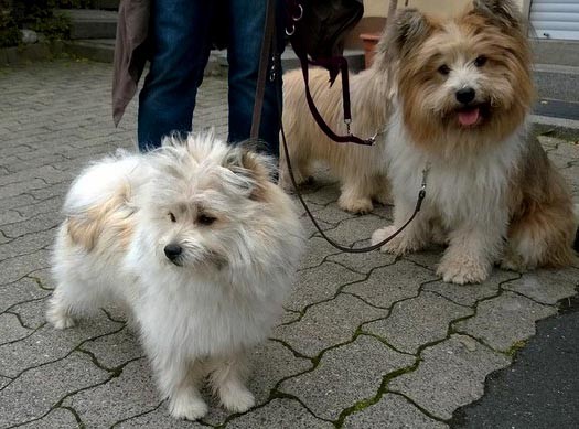 Milou und Samba