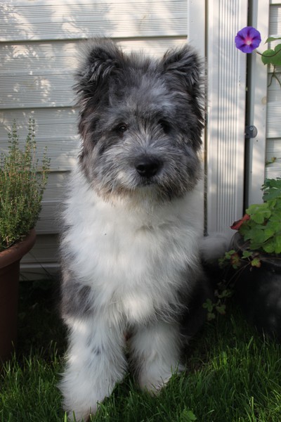Groß Elo Rau Familienhund 