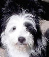 Welpenschule Elo Welpenspielen Familienhund Welpe erziehen