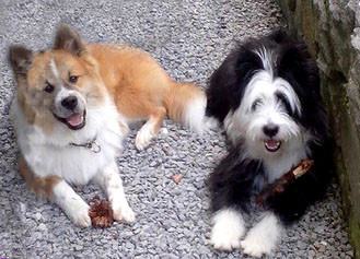 Familienhund Elo glatt rau wuschelig langhaar groß mittelgroß