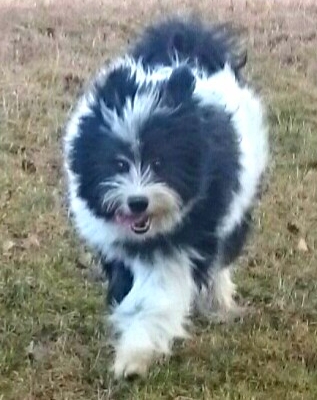 Hundeschule