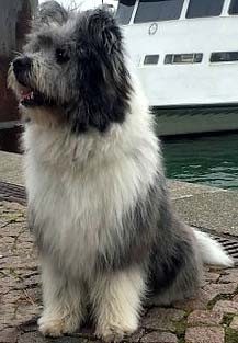 Kinderhund Seniorenhund Therapie Assistenz Schule