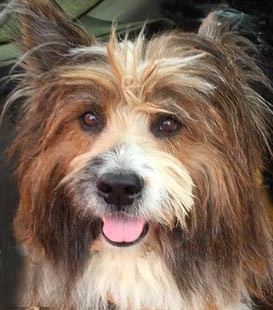 Elo Rauhaar Familienhund Franken Therapie 