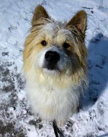 Elo Rauhaar Shari von Werths Echte Kind und Hund