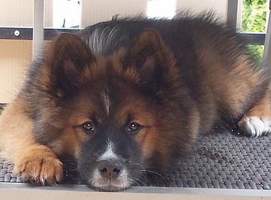 Elo Glatt Familienhund Anfänger Kinder 