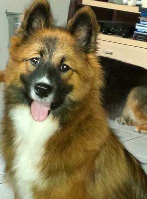 Elo Groß mittelgroß Glatt Lang Familienhund Kind Erziehung
