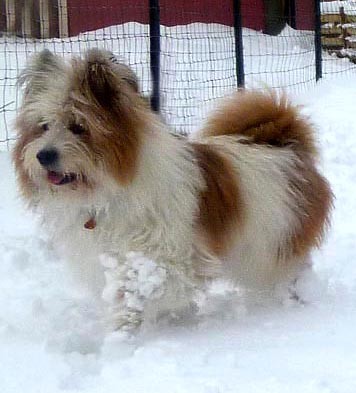 Familienhund 